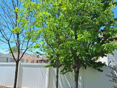 Autumn Purple Ash Tall Shade Tree Green 15-16' fee