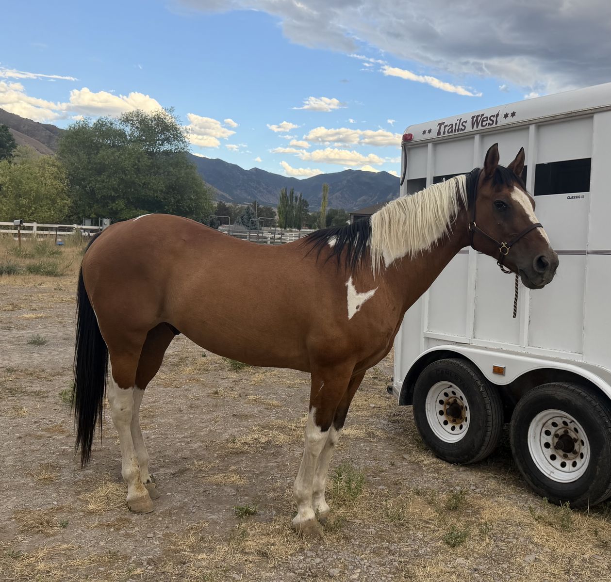 Share Lease Paint Gelding in Tooele