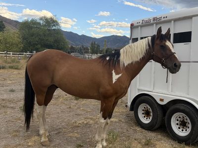Share Lease Paint Gelding in Tooele