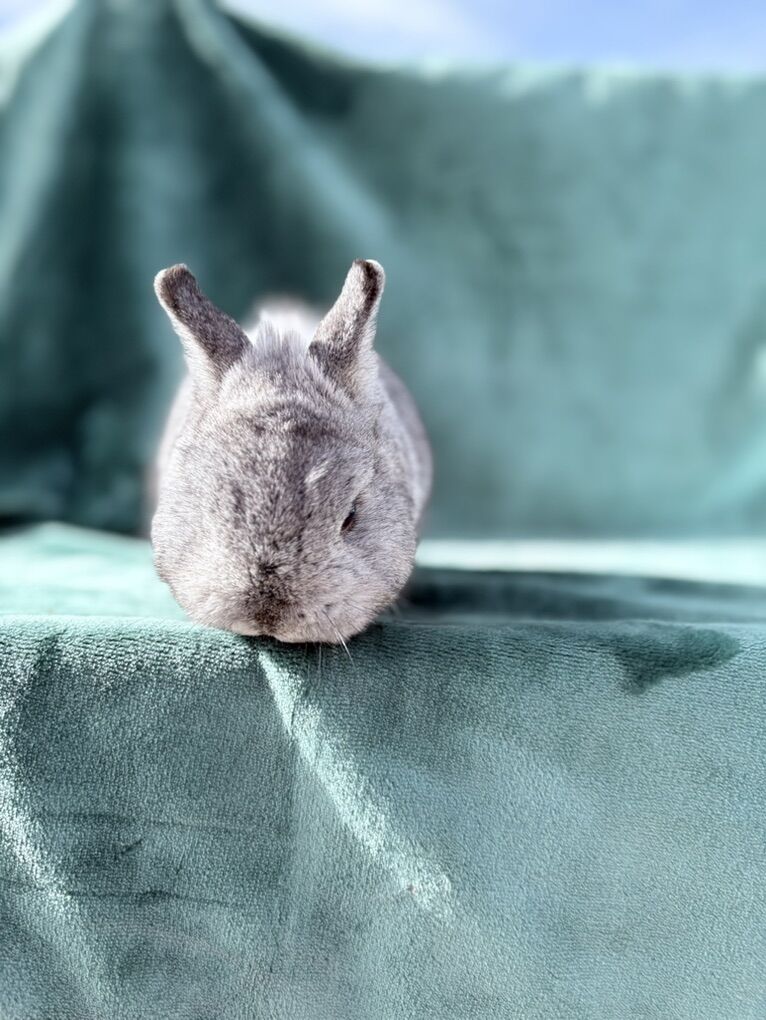 PP Chin Netherland Dwarf Buck – $225