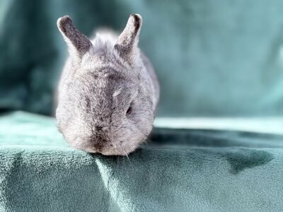 PP Chin Netherland Dwarf Buck – $225
