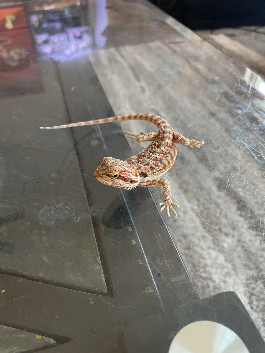 4 month old bearded dragon