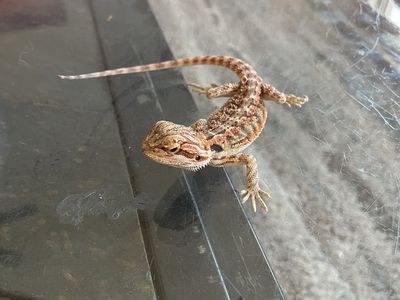 4 month old bearded dragon
