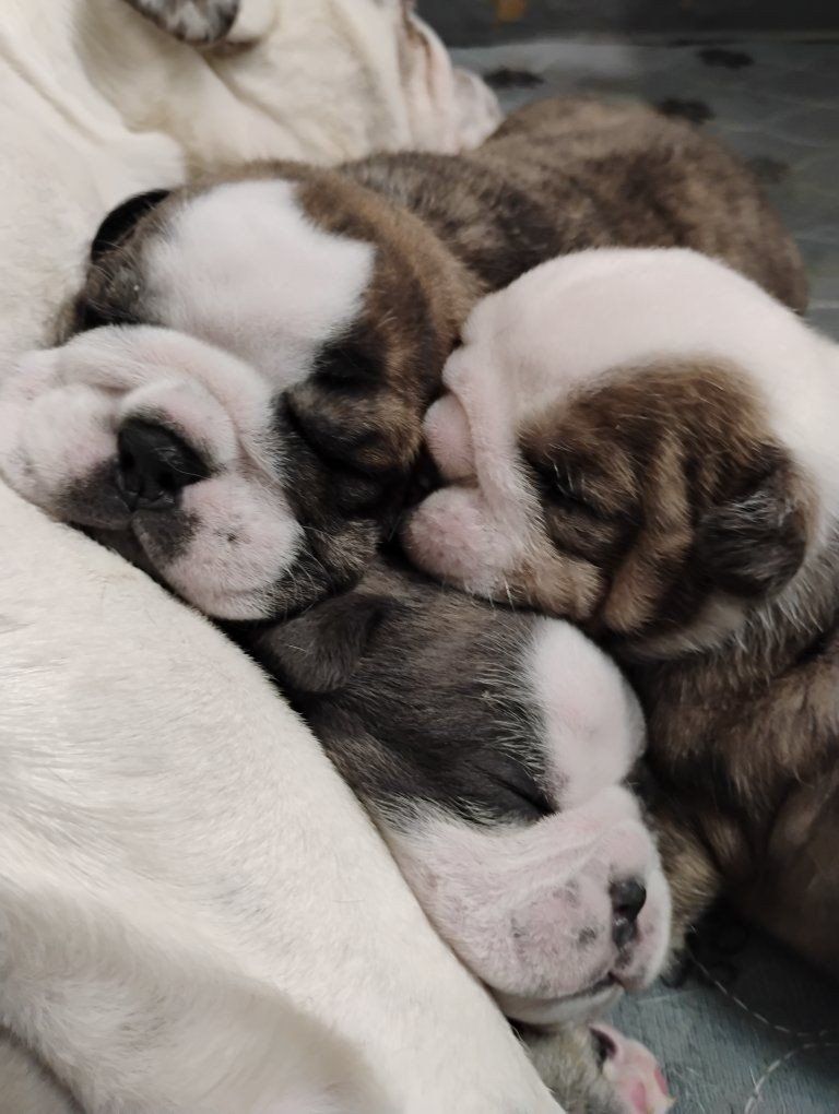AKC Champion English Bulldog Puppies