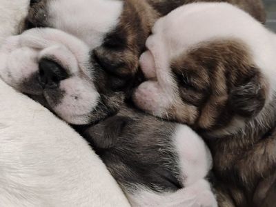 AKC Champion English Bulldog Puppies