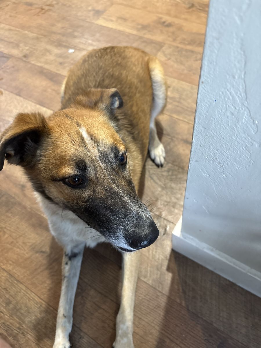 Rehoming fully vaccinated Collie Heeler