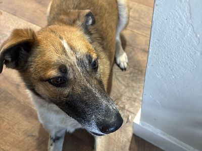 Rehoming fully vaccinated Collie Heeler