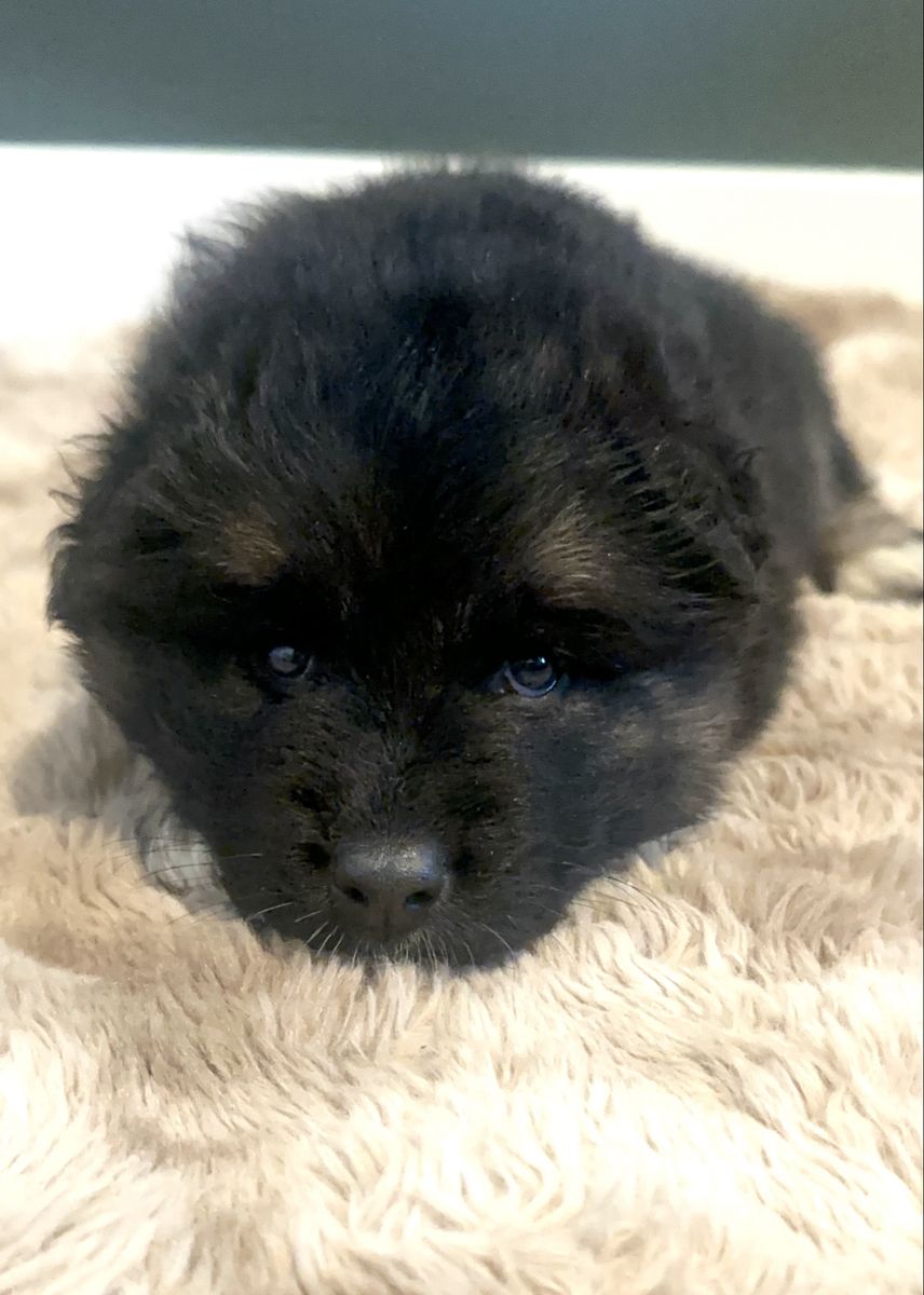 Sammy Shepherd puppies