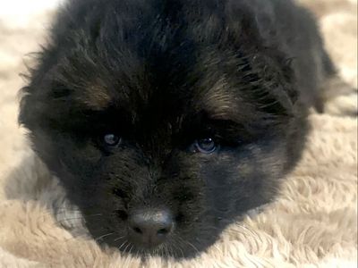 Sammy Shepherd puppies