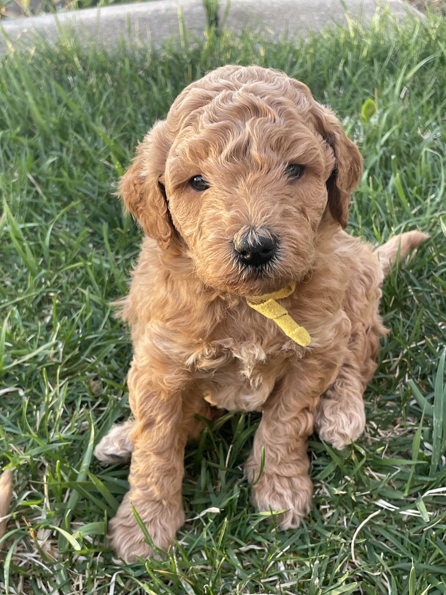 Goldendoodle PUPPIES! Ready for pick up as early as May 9!