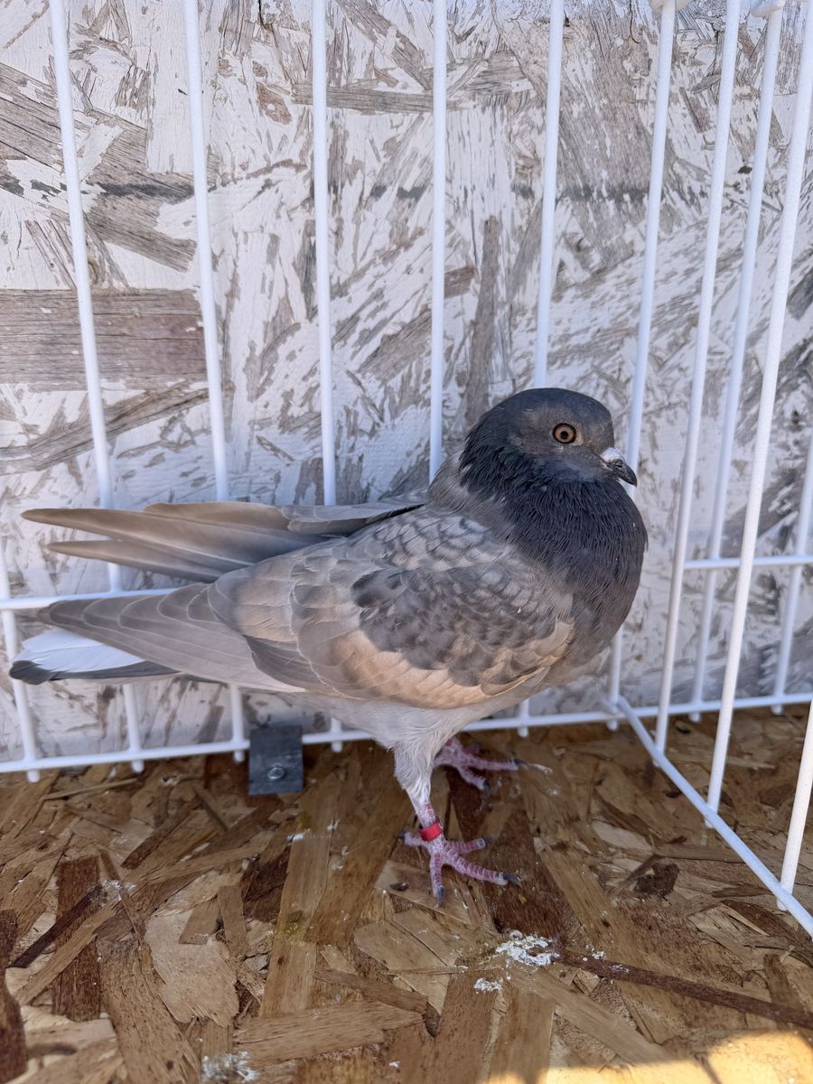 Birmingham Roller Pigeons