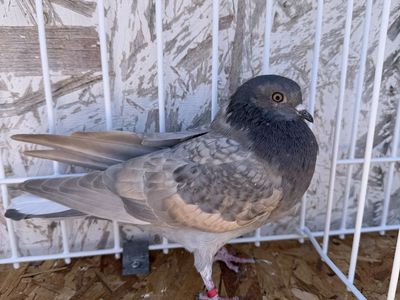 Birmingham Roller Pigeons