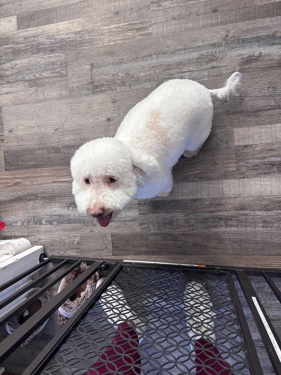 Mini/Petite Golden doodle