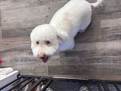 Mini/Petite Golden doodle