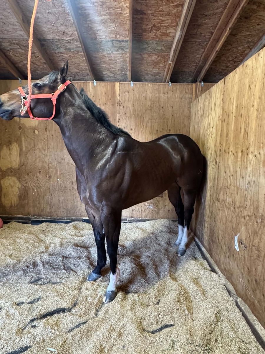 6 Year Old Beautiful Dark Bay Gelding