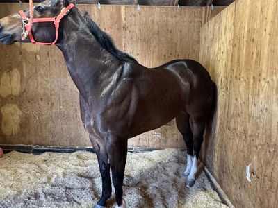 6 Year Old Beautiful Dark Bay Gelding