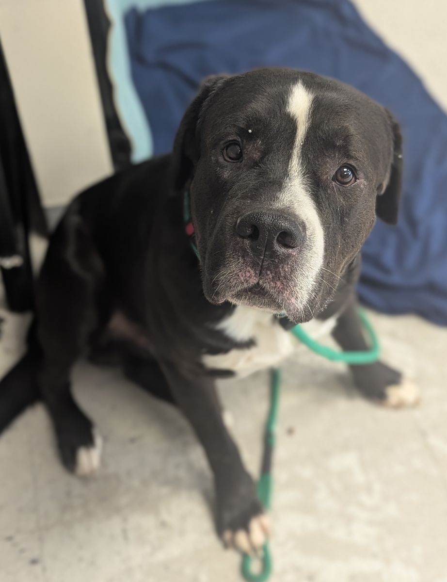 A162429 Atreyu is Available for Adoption!