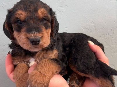 Golden airedoodle puppies