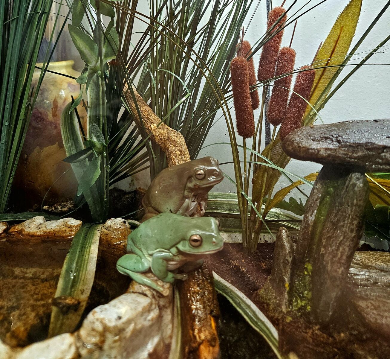 Habitat and 2 Male Whites Tree Frogs