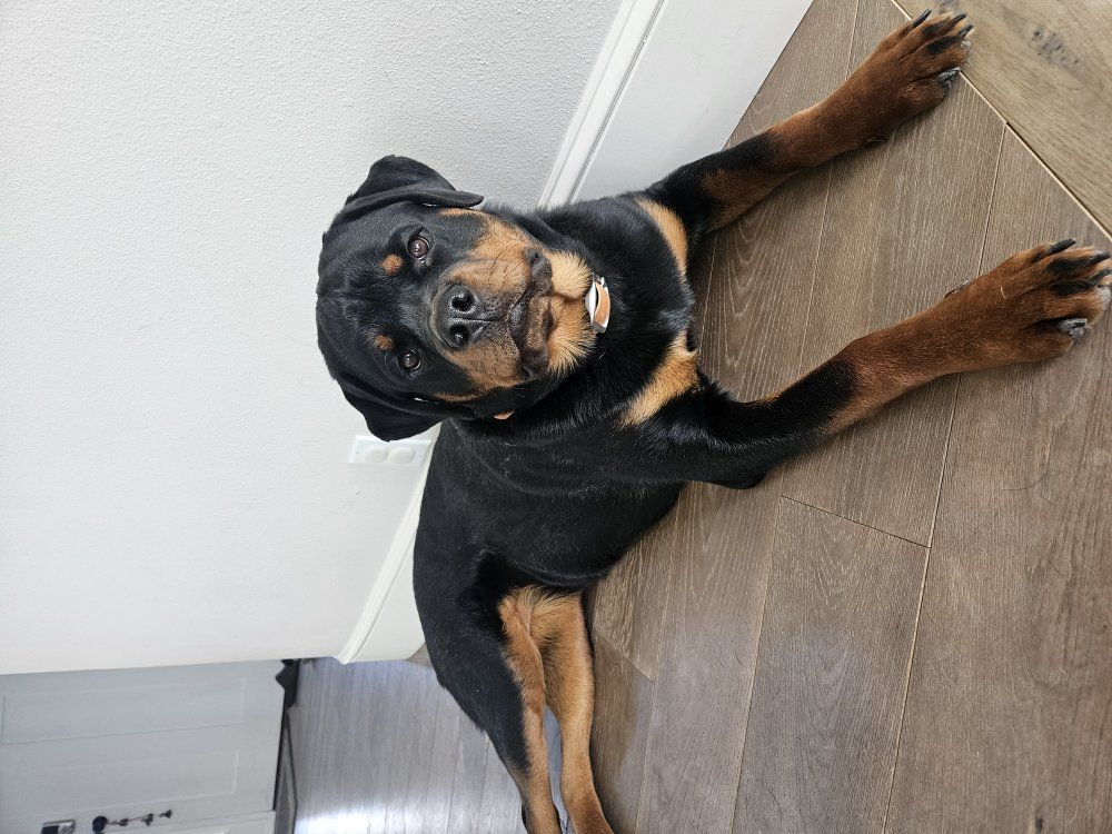 Rottweiler pup