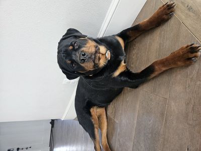 Rottweiler pup