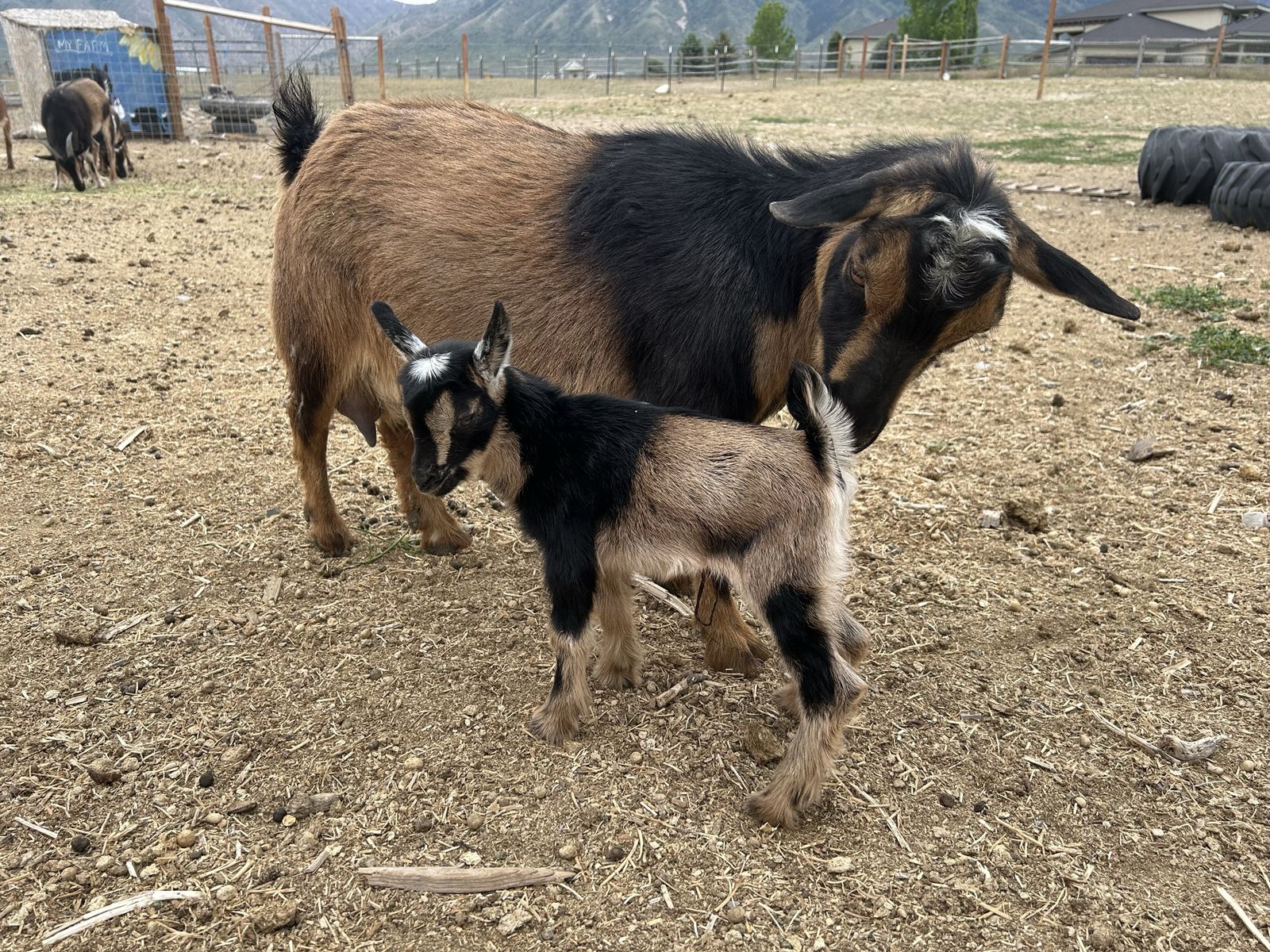 Mama and 2 day old buckling