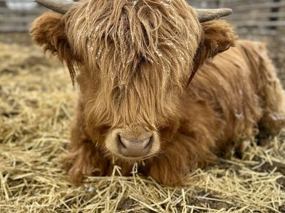 Highland Bull Calf