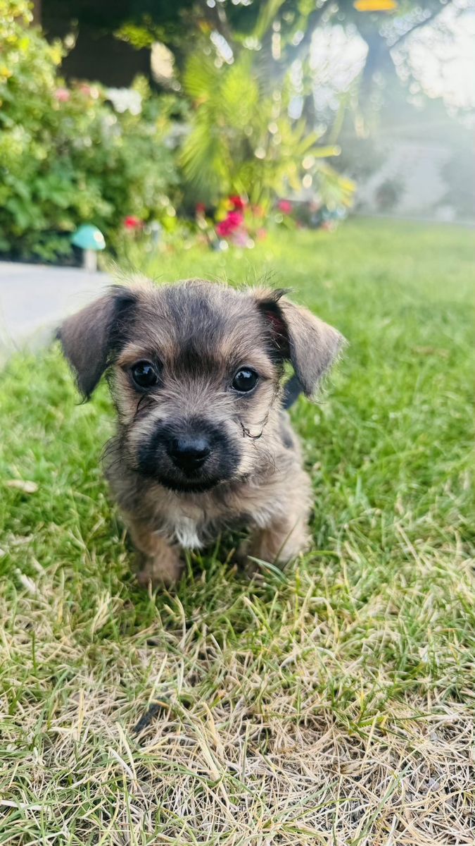 Adorable Chihuahua/Shihtzu Mix Puppies - Ready for a Loving Home!