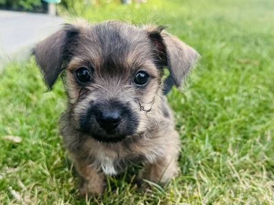 Adorable Chihuahua/Shihtzu Mix Puppies - Ready for a Loving Home!
