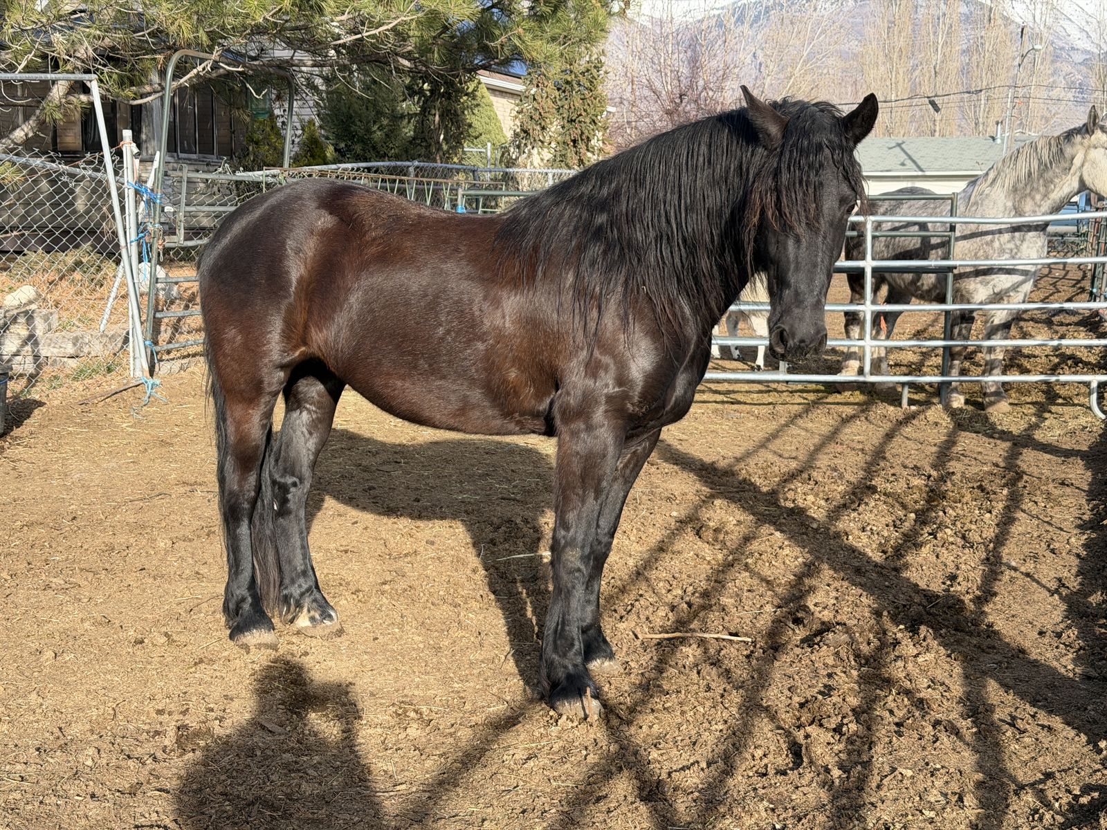 Friesian/Morgan Mare