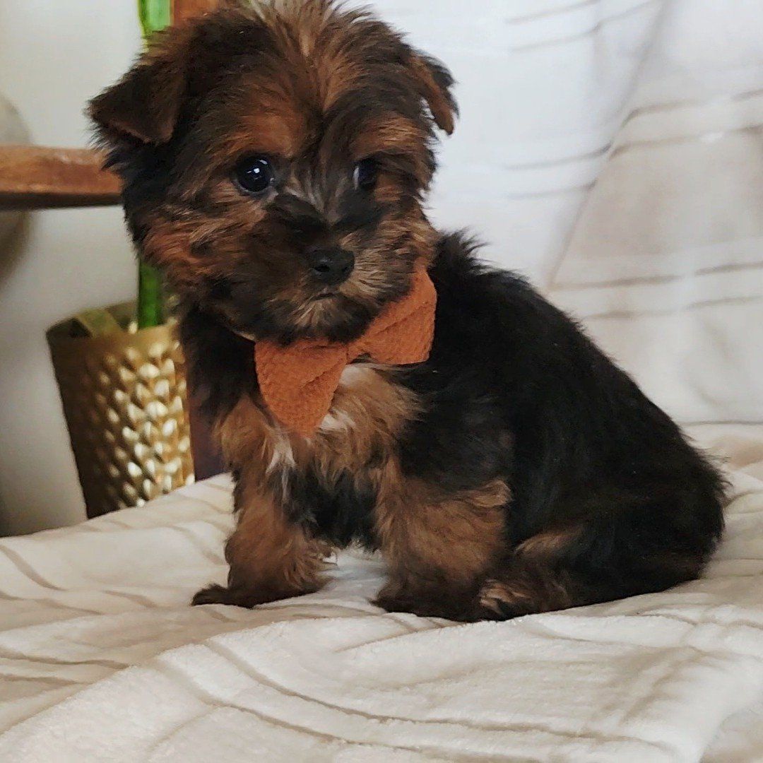 Sweet Baby Shorkies Shih-Tzu Yorkie mix
