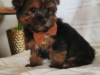 Sweet Baby Shorkies Shih-Tzu Yorkie mix