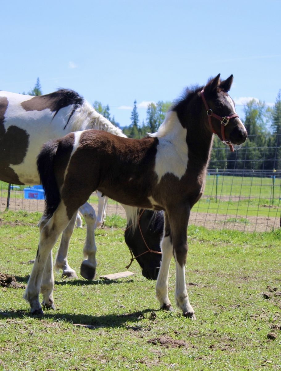 50% Friesian Painted Filly!