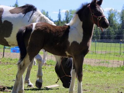 50% Friesian Painted Filly!