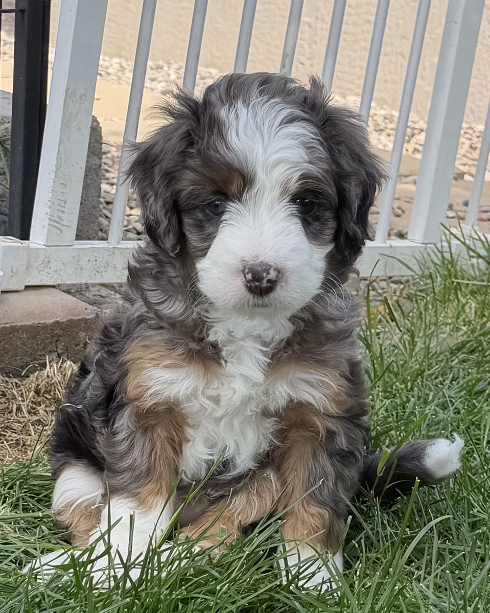 Mini Bernedoodles