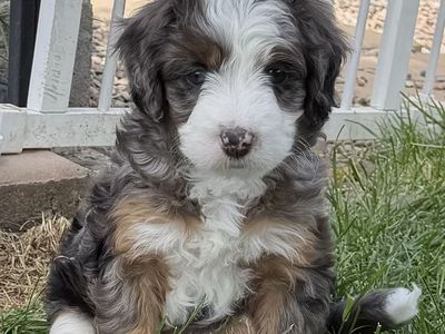 Mini Bernedoodles