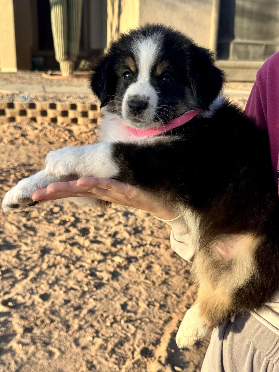 Australian Shepherd Puppies Arizona