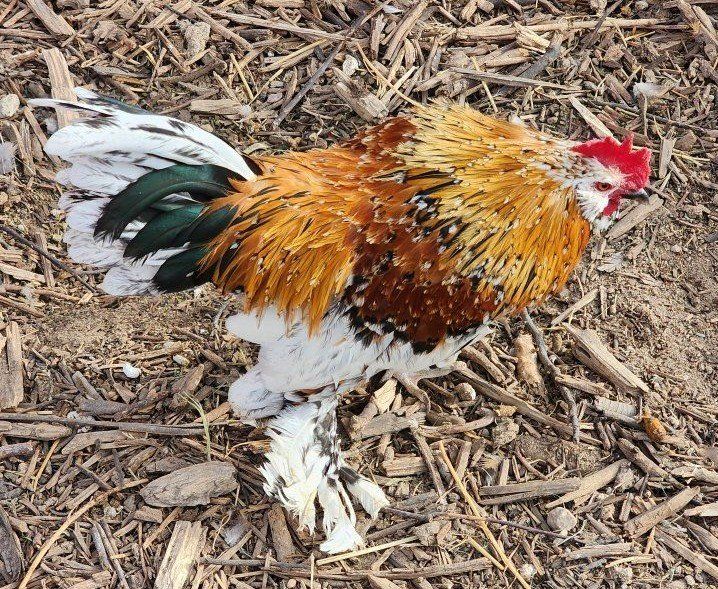 Mille Fleur D'uccle Rooster and 5 Hens