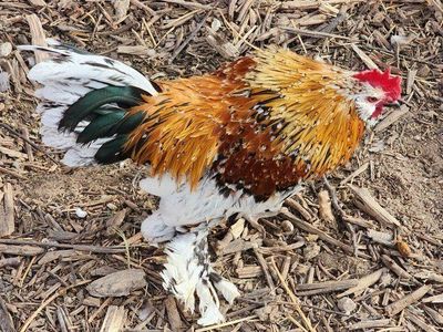 Mille Fleur D'uccle Rooster and 5 Hens