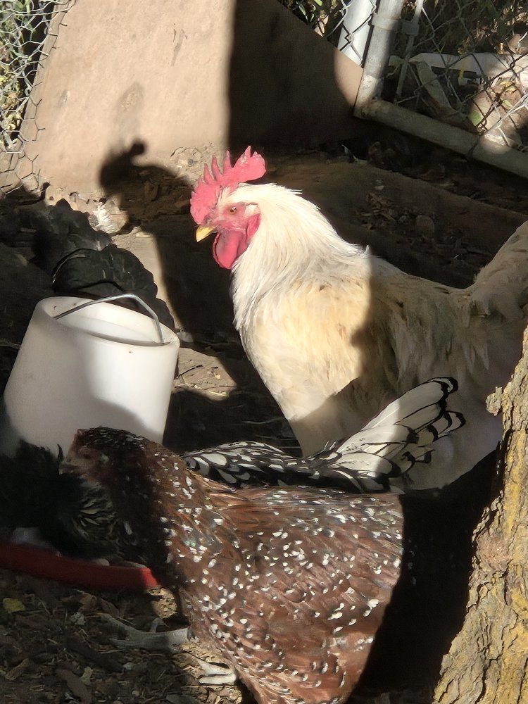 Rooster - Healthy & Active Poultry for Your Flock (White & Blue/Black)