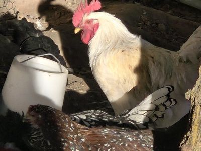 Rooster - Healthy & Active Poultry for Your Flock (White & Blue/Black)