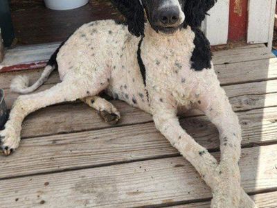 MAKE OFFER male purebred Poodles Moyen Standards Akc & Ckc