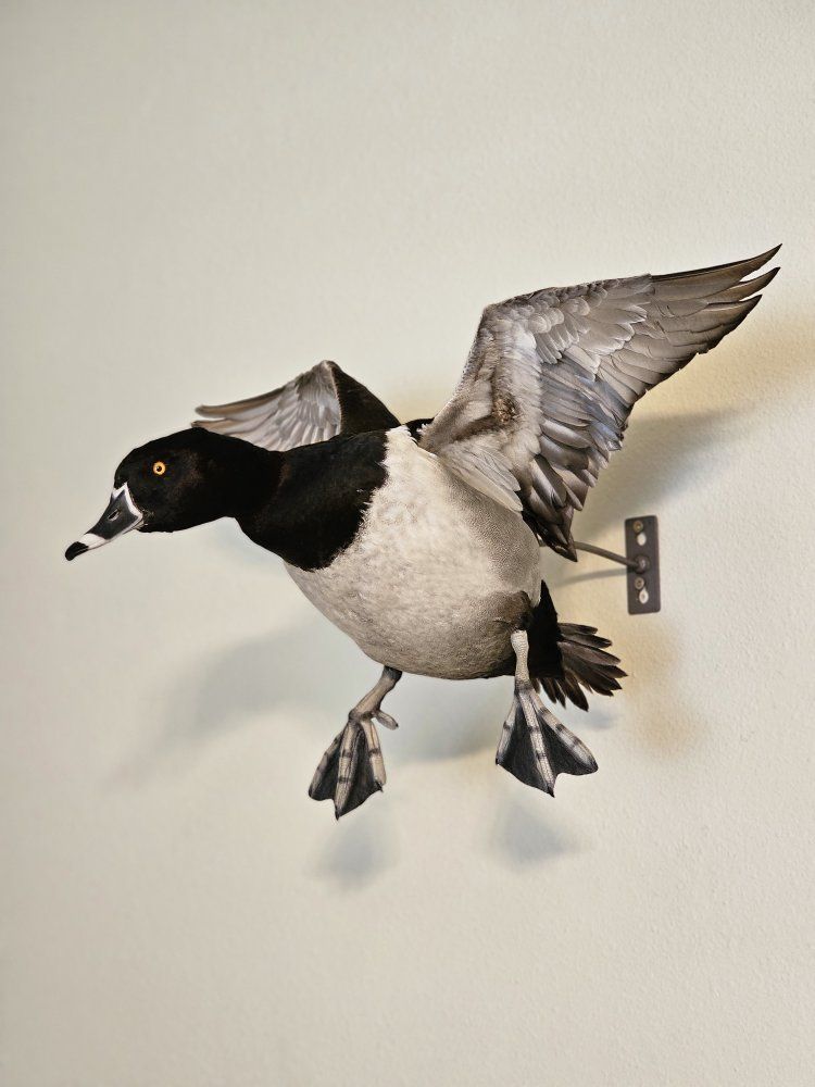 Main image 4
