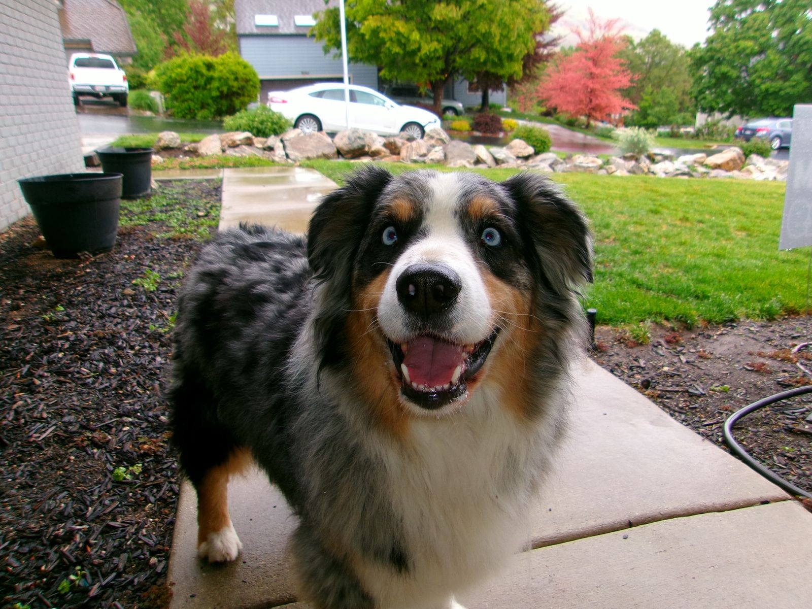 Australian Shepherds Looking for the Right Home