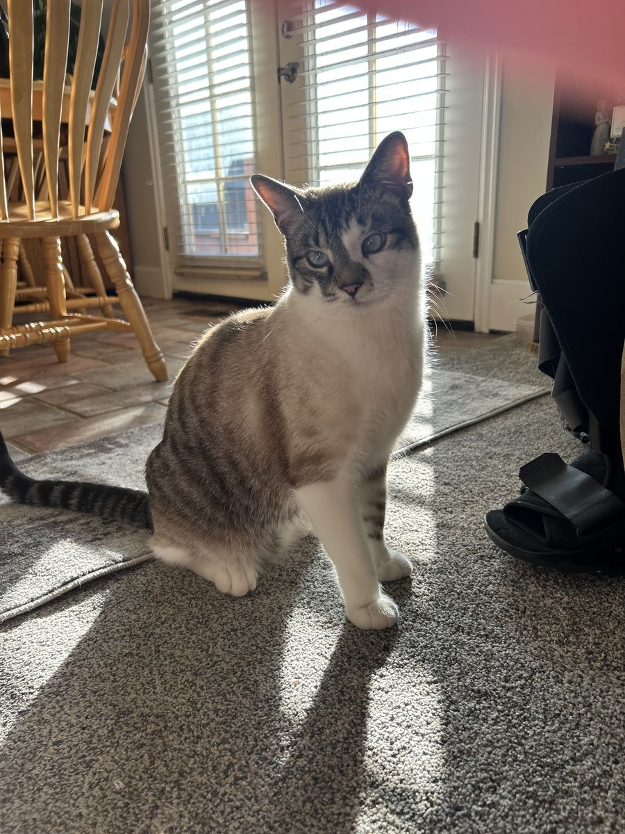 Lost Cat near willow pond park!