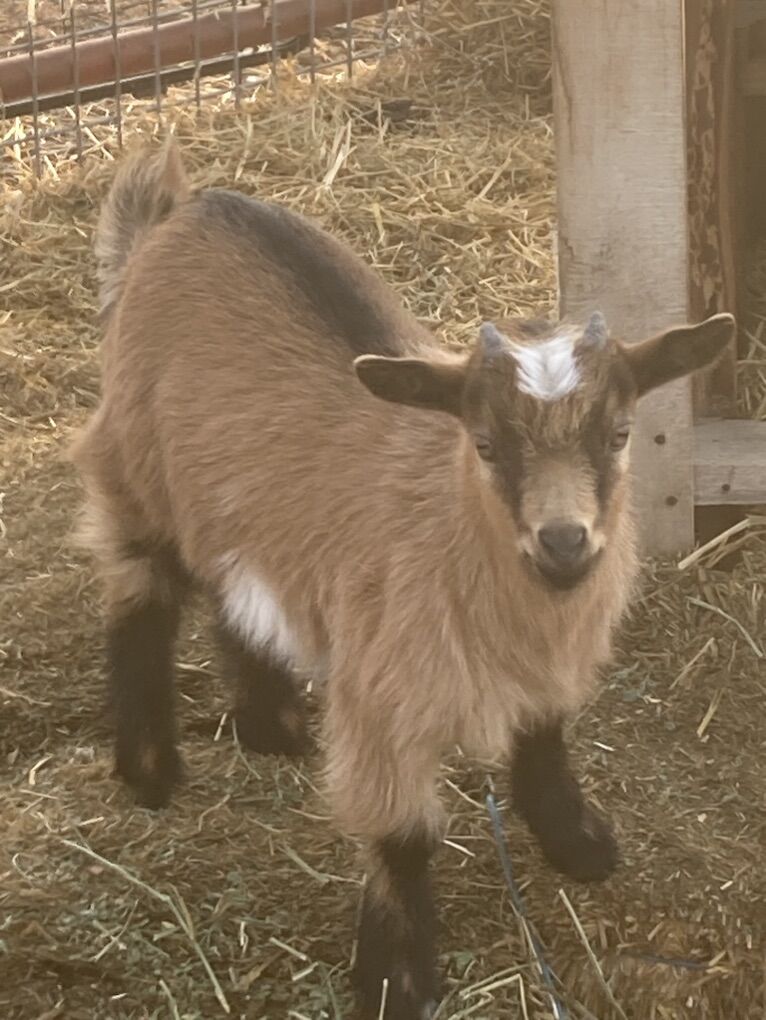 Nigerian Dwarf/ Pygmy Goat