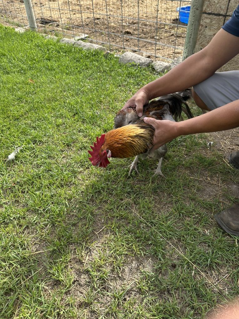 Pretty Boy Rooster