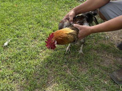 Pretty Boy Rooster