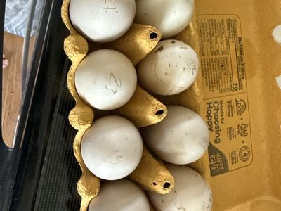 Black Cayuga Duck Hatching Eggs