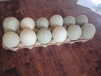 Duck Hatching Eggs